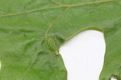 Dryocosmus quercusnotha