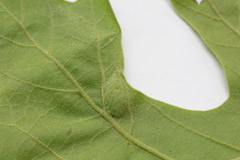 Dryocosmus quercusnotha