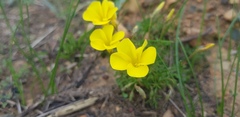 Oxalis capillacea