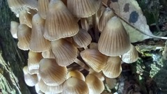 Mycena alcalina