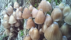 Mycena alcalina