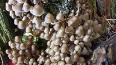 Mycena alcalina