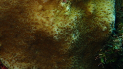 Goniastrea stelligera