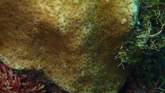 Goniastrea stelligera