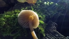 Mycena alcalina