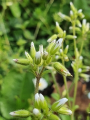 Cerastium glomeratum