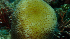 Goniastrea stelligera