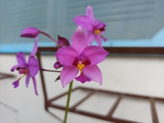 Spathoglottis