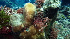 Goniastrea stelligera