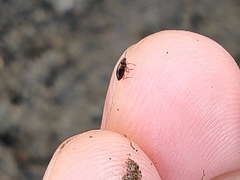 Hydroglyphus japonicus