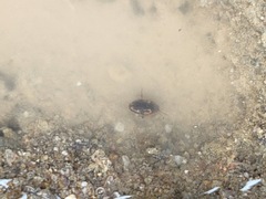 Hydroglyphus japonicus