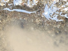 Hydroglyphus japonicus