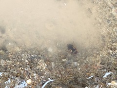 Hydroglyphus japonicus