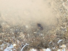 Hydroglyphus japonicus