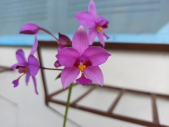 Spathoglottis