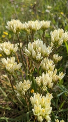 Allium erdelii