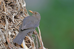 Turdus merula cabrerae