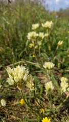 Allium erdelii