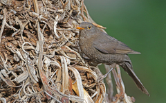 Turdus merula cabrerae