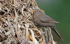 Turdus merula cabrerae