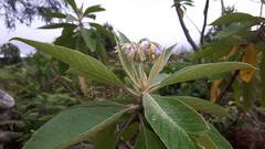 Solanum giganteum