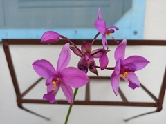 Spathoglottis
