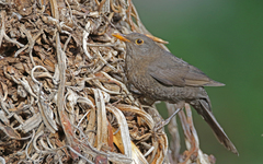 Turdus merula cabrerae