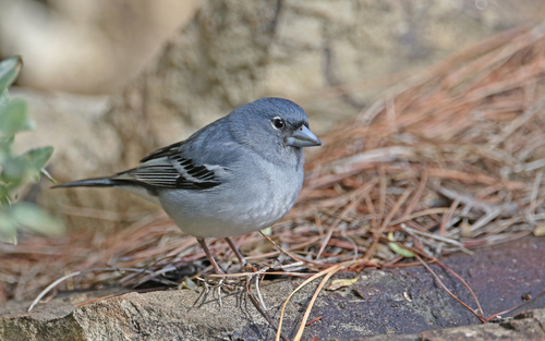 Pinzón azul de Gran Canaria (Fringilla polatzeki)