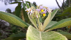 Solanum giganteum