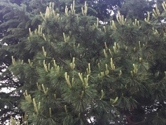 Pinus