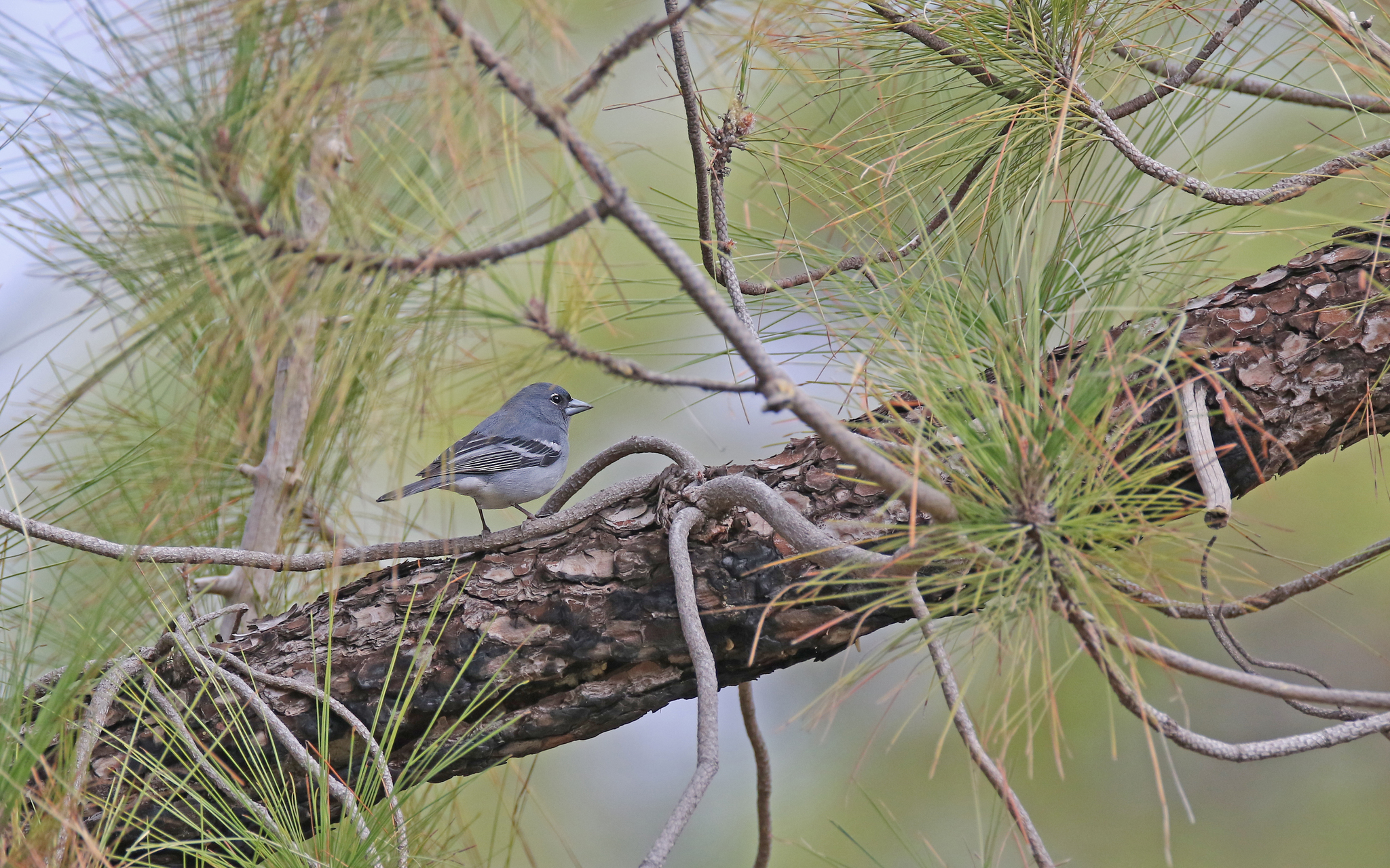 Gran Canaria Blue Chaffinch (Fringilla polatzeki), photo 4