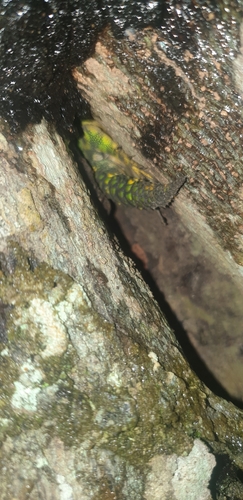 Green Thornytail Iguana