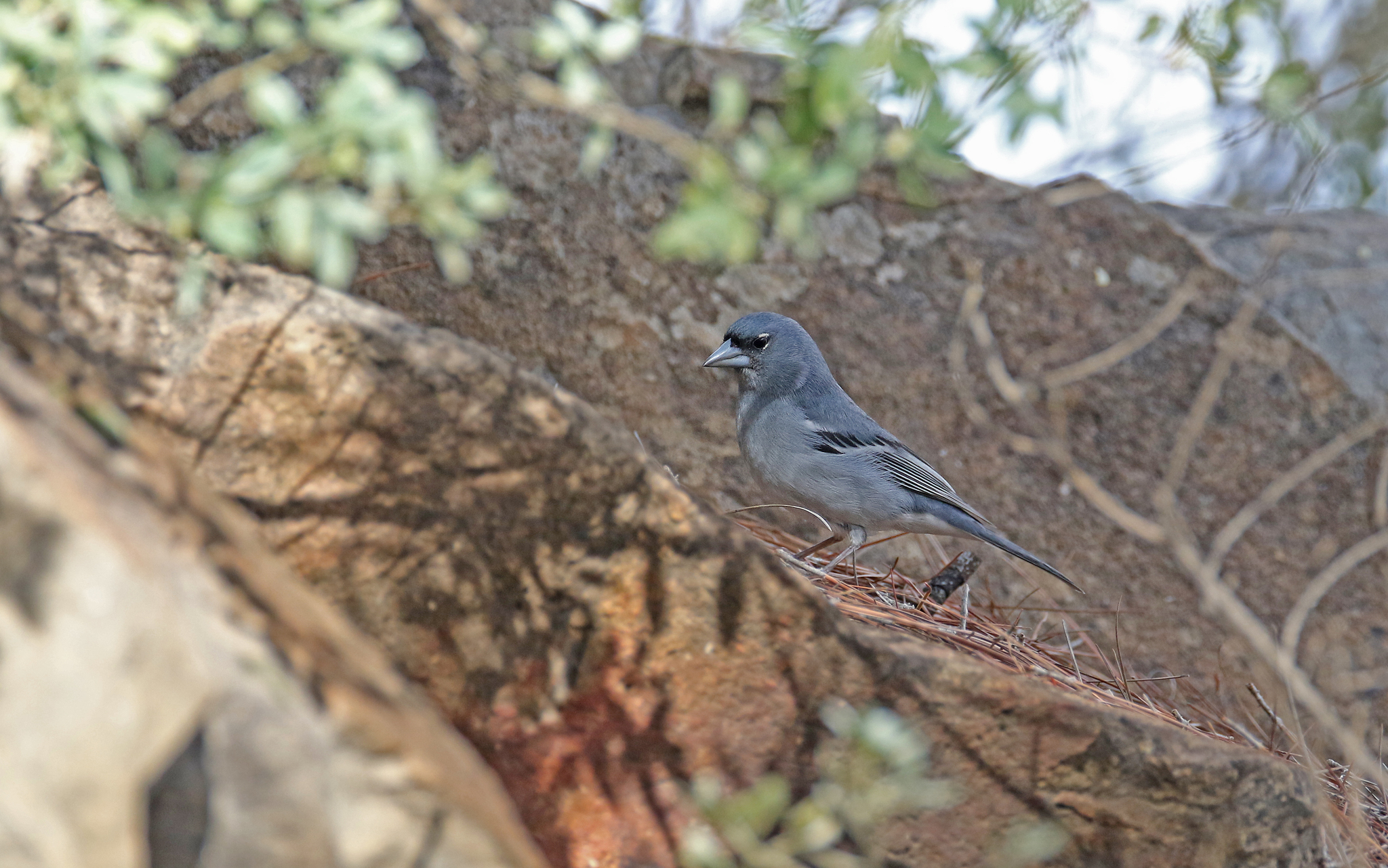 Gran Canaria Blue Chaffinch (Fringilla polatzeki), photo 5