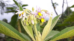 Solanum giganteum