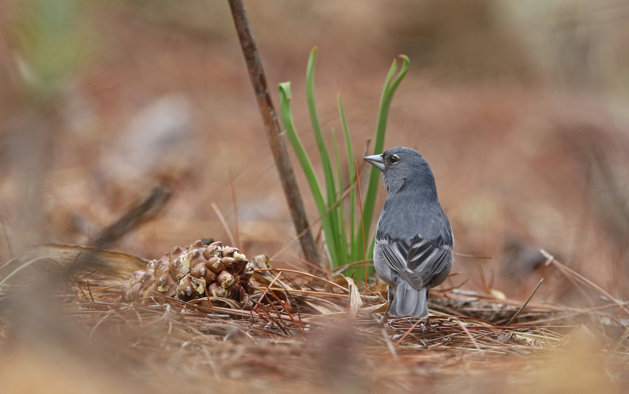Gran Canaria Blue Chaffinch (Fringilla polatzeki), photo 6