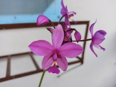 Spathoglottis