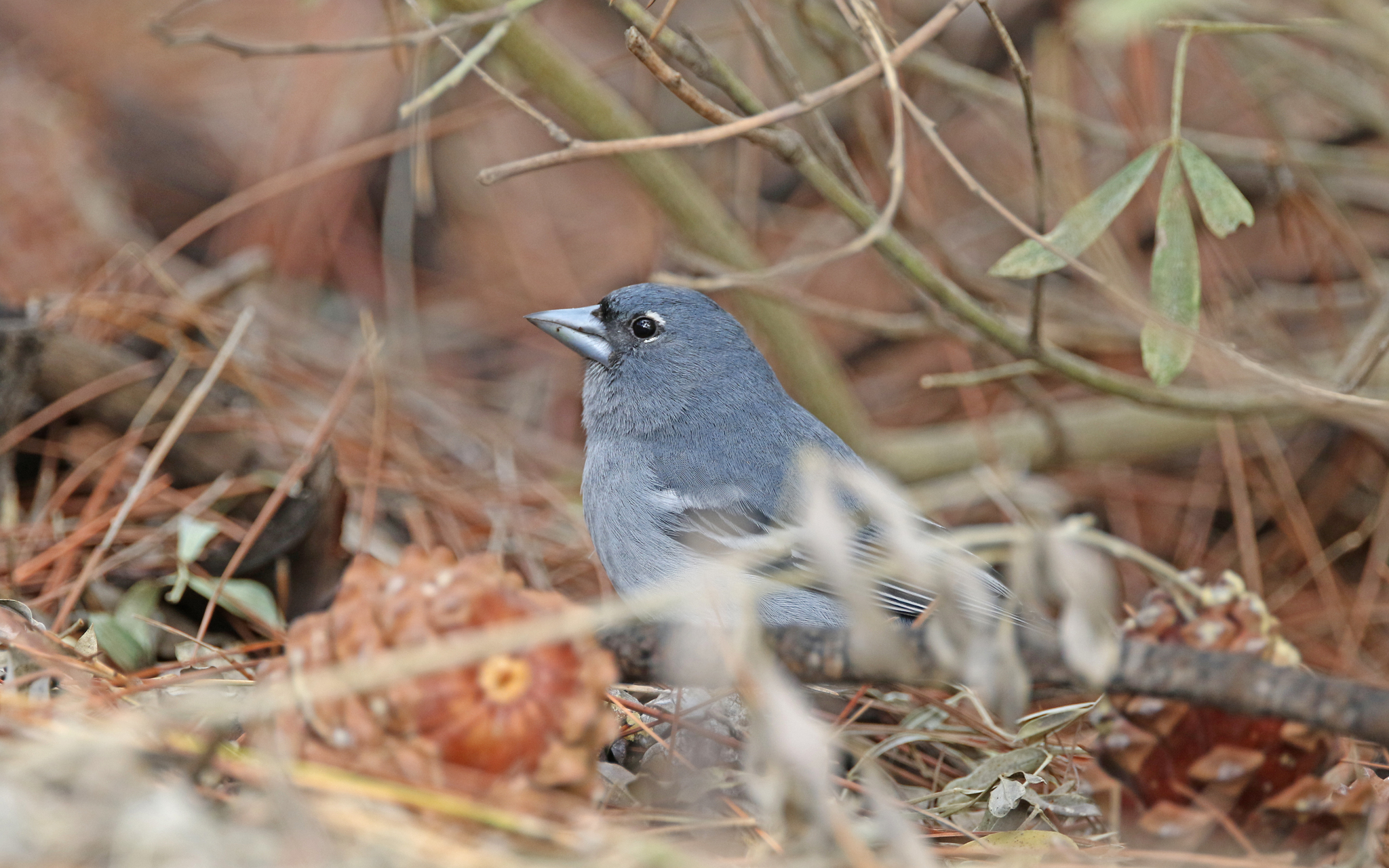 Gran Canaria Blue Chaffinch (Fringilla polatzeki), photo 7