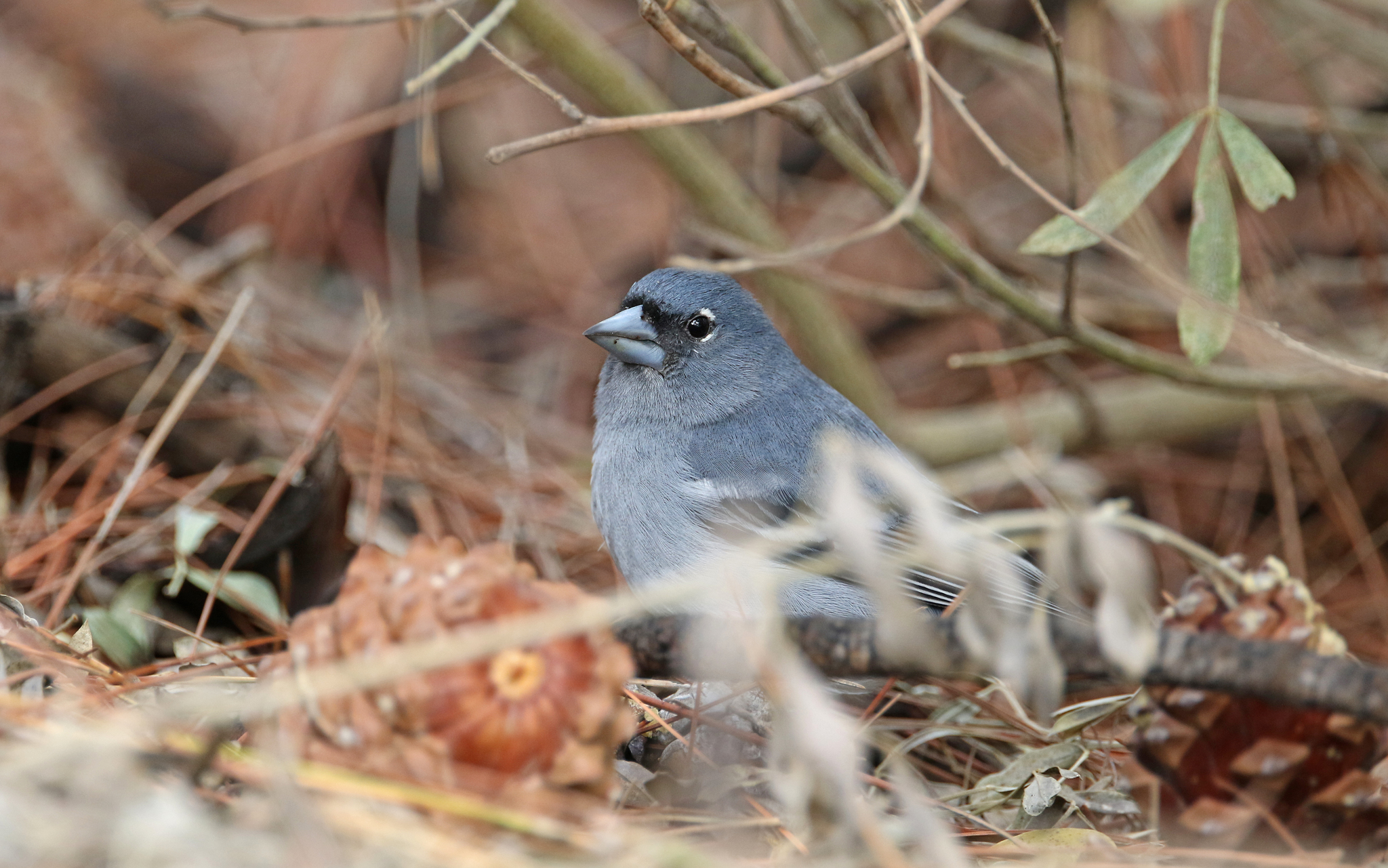 Gran Canaria Blue Chaffinch (Fringilla polatzeki), photo 8