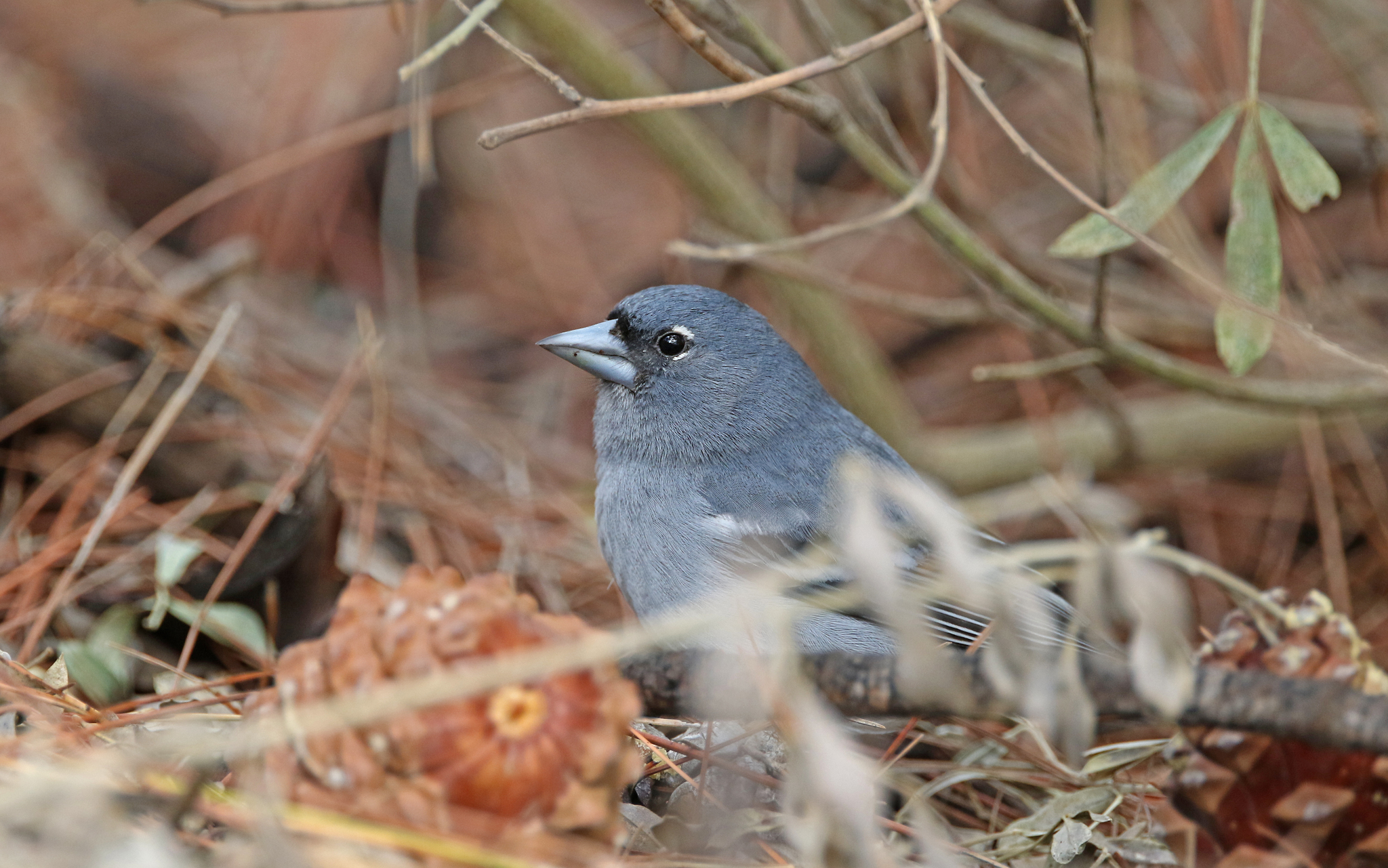 Gran Canaria Blue Chaffinch (Fringilla polatzeki), photo 9