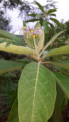 Solanum giganteum