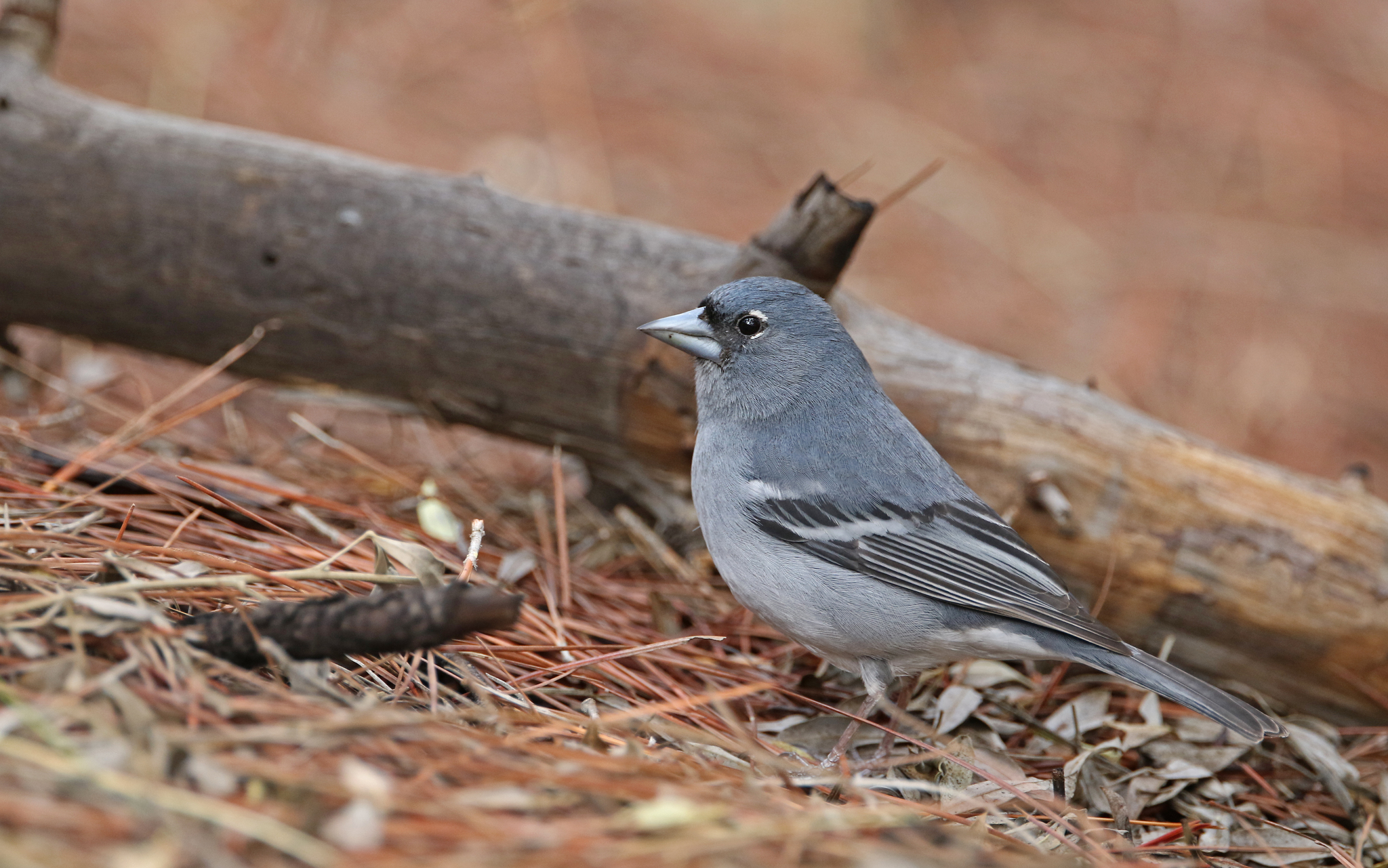 Gran Canaria Blue Chaffinch (Fringilla polatzeki), photo 10