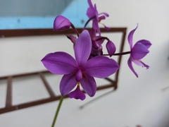 Spathoglottis