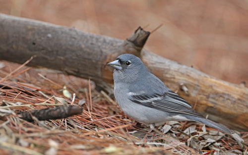 Gran Canaria Blue Chaffinch