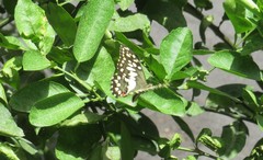 Papilio demoleus