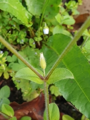 Cerastium glomeratum