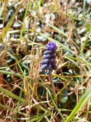 Muscari neglectum