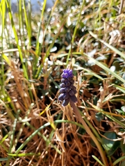 Muscari neglectum