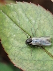 Chironomidae