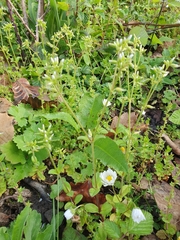 Cerastium glomeratum