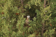 Hypsipetes amaurotis